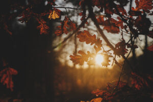 Beautiful autumn leaves in evening sun light. Autumnal backgroun